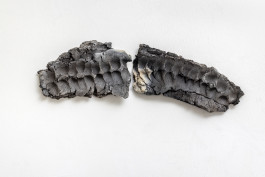 Broken Spine © Sebastian Gräfe