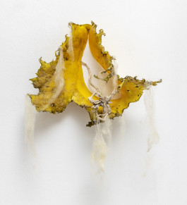 Das gelbe Lied © Sebastian Gräfe