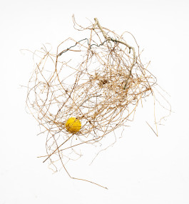 Sonne in den Ästen © Sebastian Gräfe